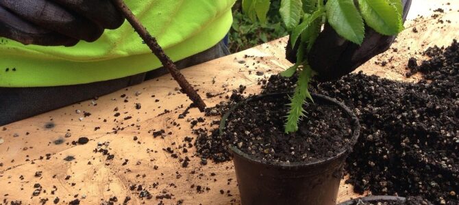 Cómo hacen los productores los esquejes de rosa del desierto: método profesional paso a paso