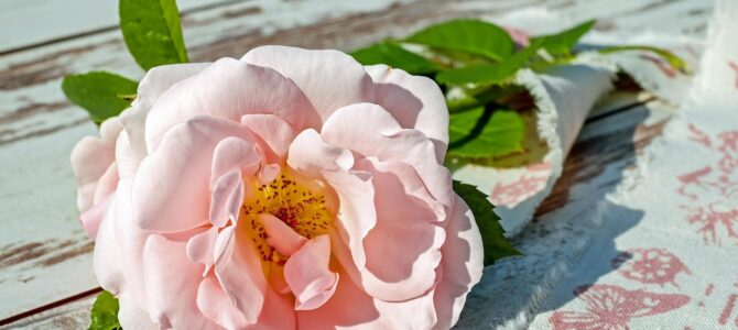 Cómo hacer florecer la rosa del desierto todo el año con un fertilizante casero