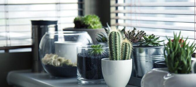 Cómo lograr plantas de interior más grandes y saludables con cuidados adecuados Cómo lograr plantas de interior más grandes y saludables con cuidados adecuados