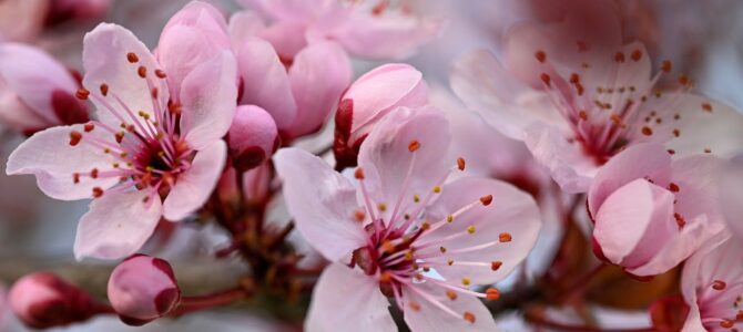 Cómo lograr que un árbol frutal dé frutos: causas comunes y soluciones efectivas