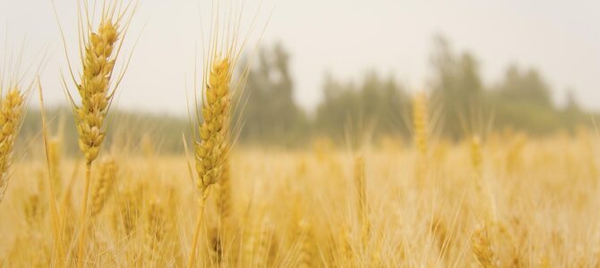 Cómo lograr una cosecha abundante de pepinos en julio: cuidados, riego y fertilización