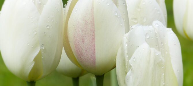 Cómo mantener flores frescas durante un mes: guía práctica de conservación