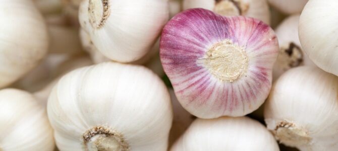 Cómo usar ajo para fortalecer tu anthurium y estimular su floración