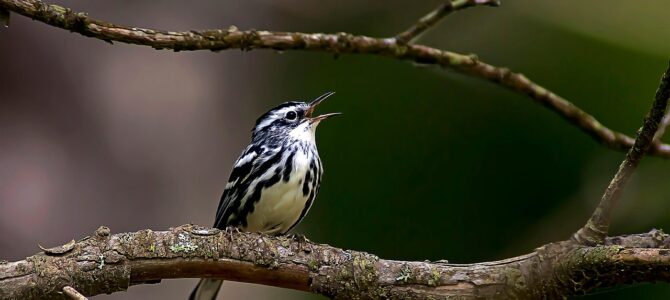Cómo usar un trozo de telgopor colgado de una rama para atraer aves y polinizadores al jardín Cómo usar un trozo de telgopor colgado de una rama para atraer aves y polinizadores al jardín