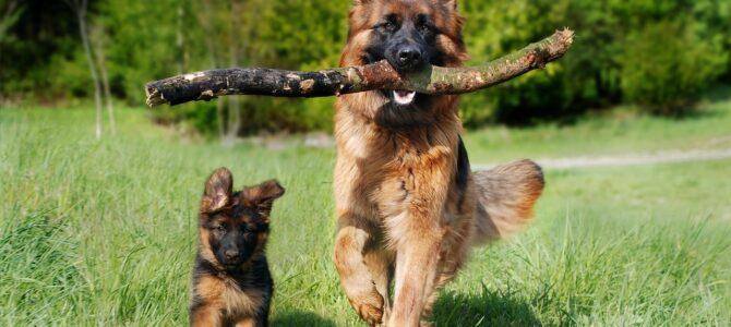 Creyó rescatar a un cachorro y descubrió que se trataba de una especie totalmente distinta Creyó rescatar a un cachorro y descubrió que se trataba de una especie totalmente distinta