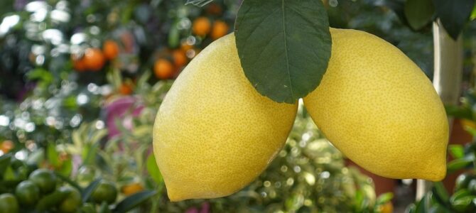 Cáscaras de limón y naranja confitadas: receta paso a paso para conservarlas en casa