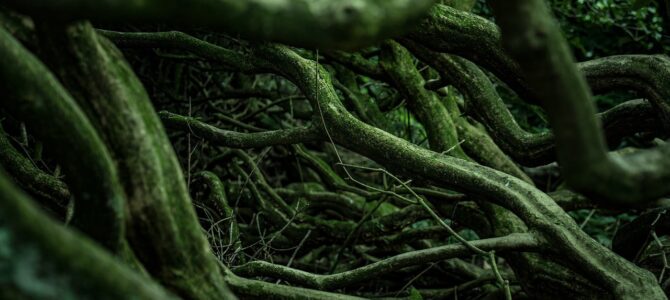 Descubrimos raíces de plantas entre las baldosas del baño: una explicación sorprendente pero inofensiva