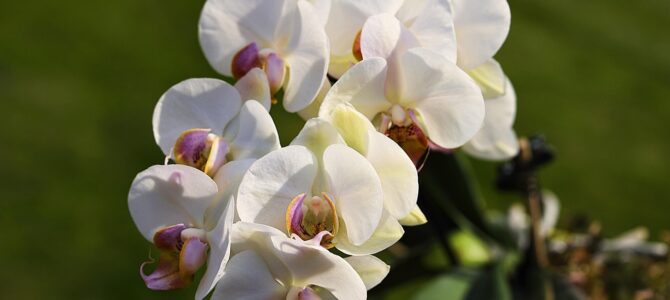 Fertilizante casero para orquídeas: cómo estimular raíces y floración con una taza semanal