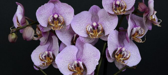 Fertilizante casero para orquídeas: una taza por semana para raíces fuertes y floración constante Fertilizante casero para orquídeas: una taza por semana para raíces fuertes y floración constante