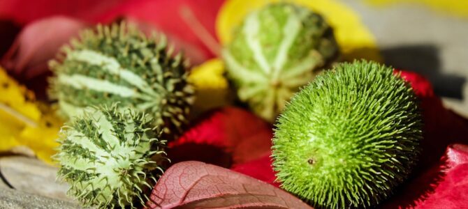 Fertilizante casero para pepinos: cómo aumentar la producción de frutos de forma natural