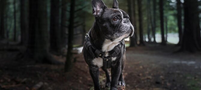 La lealtad de un perro policía herido reveló un secreto oculto bajo su arnés La lealtad de un perro policía herido reveló un secreto oculto bajo su arnés