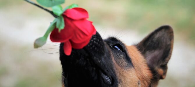 Mi perro se detuvo a olfatear algo extraño en el pasto: la sorprendente explicación natural
