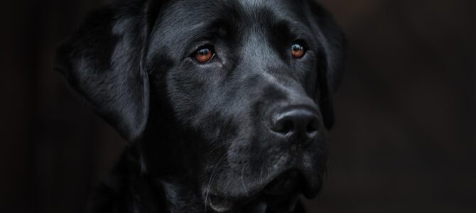 Mi suegra entregó a mi perro a un desconocido diciendo que «le molestaba»: lo que hizo mi esposo cambió todo