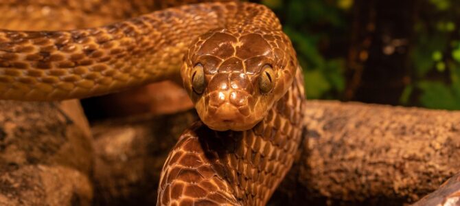 Mordedura de serpiente: qué hacer en los primeros minutos para salvar una vida