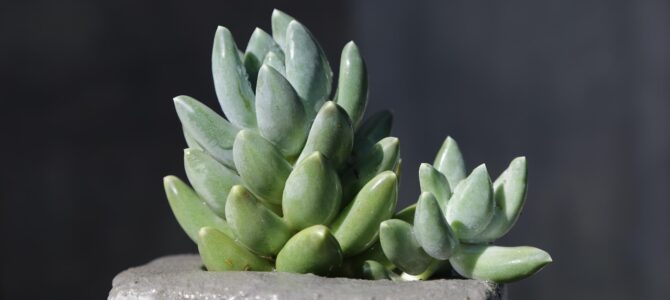 Pachyphytum werdermannii: características y cuidados de la Flor de Piedra del noreste Pachyphytum werdermannii: características y cuidados de la Flor de Piedra del noreste