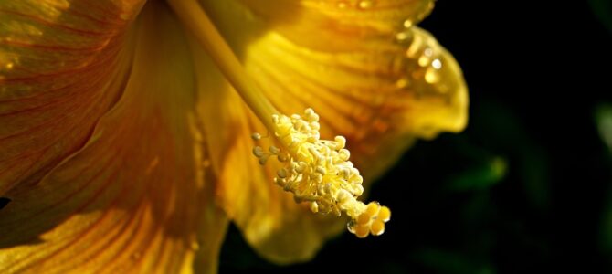 Por qué la flor del hibisco no es realmente una flor: explicación botánica