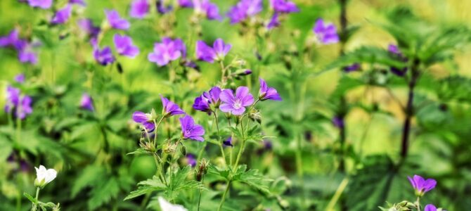 Por qué se seca el geranio: análisis de raíces y sustrato para recuperar tu pelargonio