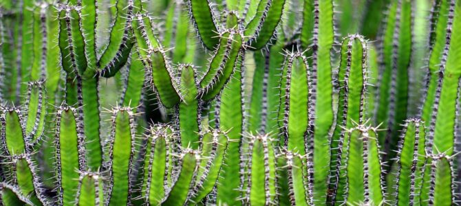 Recorrido por suculentas gigantes: especies de gran tamaño en un jardín botánico