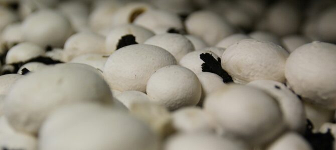 Sustrato ideal para anturios: cómo prepararlo para un cultivo saludable