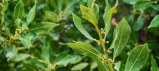 Beneficios de la hoja de laurel para aliviar dolores articulares de forma natural