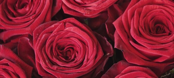 Cien rosas amarillas y tres marcas rojas