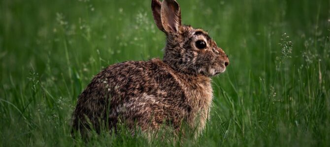 El extraño comportamiento de un conejo con un niño en una granja terminó revelando una advertencia inesperada