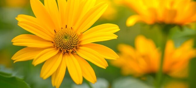 El jardín de girasoles y la falsa esperanza: una familia enfrenta un cruel engaño en el aniversario de una tragedia