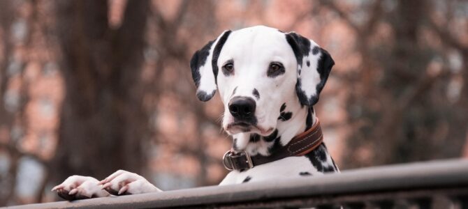El perro fiel que ayudó a rescatar a una hija encerrada por su esposo controlador