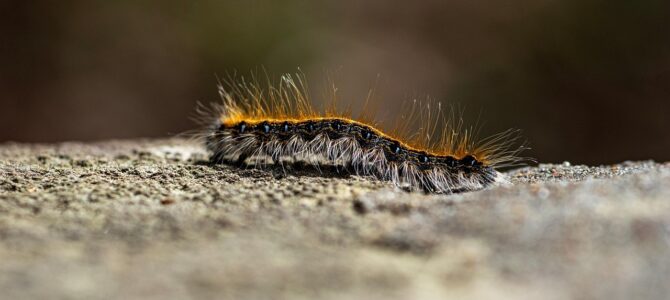 Gusano cabeza de martillo: la especie invasora que amenaza el suelo de tu jardín Gusano cabeza de martillo: la especie invasora que amenaza el suelo de tu jardín