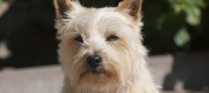 La historia de Rex: el perro más difícil del refugio que encontró la paz gracias a un niño