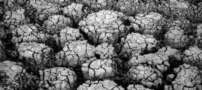 La historia del joven que plantó 250 árboles en Tennessee y demostró tener razón durante la sequía La historia del joven que plantó 250 árboles en Tennessee y demostró tener razón durante la sequía