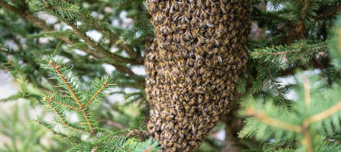 La lección del apicultor que salvó a su aldea llevando una colmena al bosque cada año