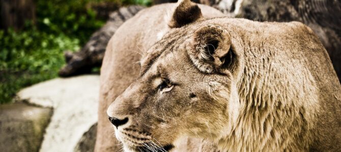 La sorprendente amistad entre un león de zoológico y una pequeña gata callejera