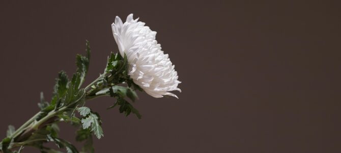 La verdad revelada en el funeral: cómo una carta y una caja de campaña restauraron el honor de una veterana La verdad revelada en el funeral: cómo una carta y una caja de campaña restauraron el honor de una veterana