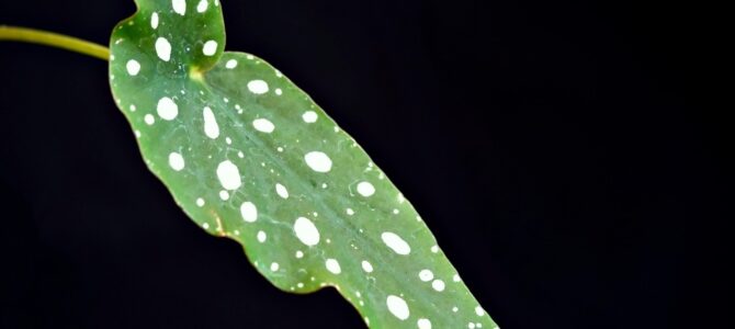 Manchas blancas en el Spam: ¿es moho o simplemente grasa solidificada? Manchas blancas en el Spam: ¿es moho o simplemente grasa solidificada?