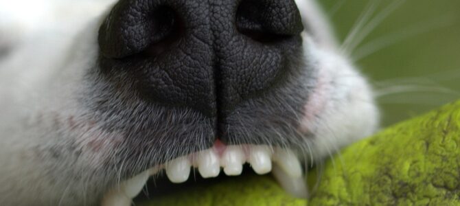 Mi perro se aferró con los dientes al sofá viejo que iba a tirar: lo que había escondido en su interior me dejó sin palabras