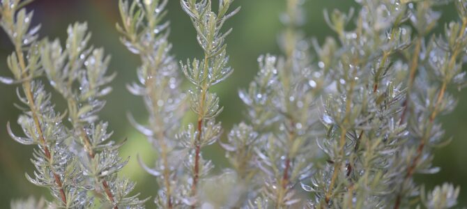 Té de romero: cómo prepararlo, variantes deliciosas y sus beneficios para la salud