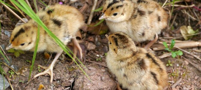 12 hábitos comunes en la vejez que los demás notan pero rara vez mencionan 12 hábitos comunes en la vejez que los demás notan pero rara vez mencionan