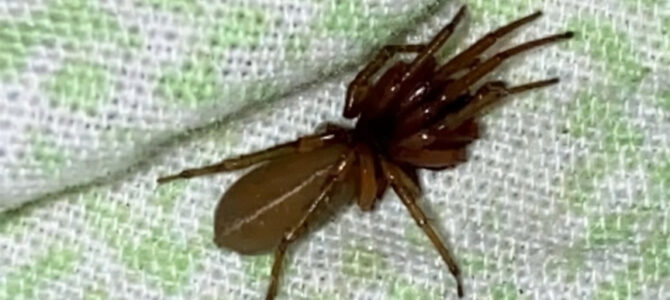 La araña errante de colmillos rojos: la cazadora nocturna que no necesita telaraña La araña errante de colmillos rojos: la cazadora nocturna que no necesita telaraña