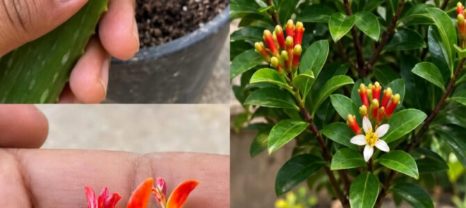 Cómo hacer germinar clavo de olor en casa con una papa y gel de aloe vera