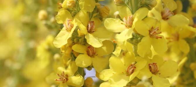 Gordolobo (Verbascum densiflorum): 63 beneficios y formas de usarlo en casa