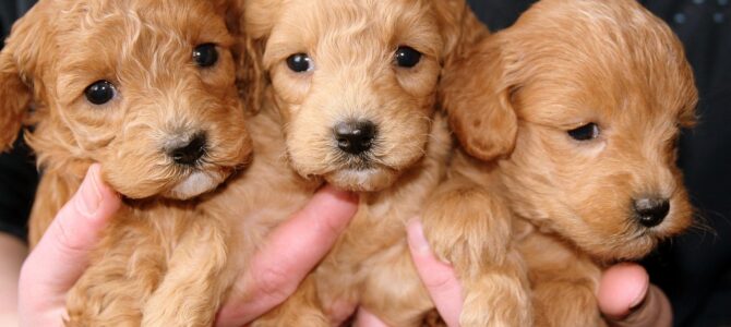 La perrita que me guio hasta sus cachorros: una lección sobre escuchar con el corazón La perrita que me guio hasta sus cachorros: una lección sobre escuchar con el corazón