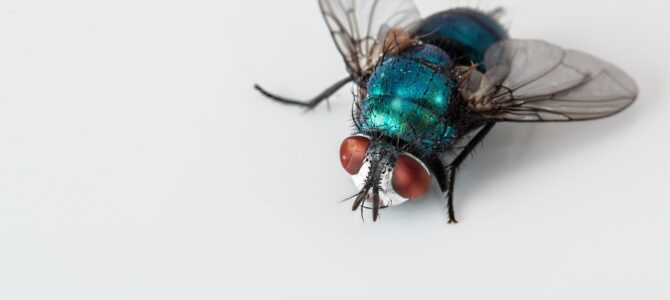 Mosca de los desagües en el baño: qué la atrae y cómo eliminarla de forma efectiva