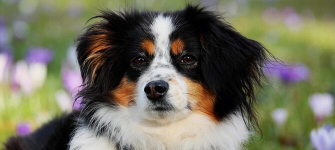 Qué significa que tu perro te mire fijo mientras comes: las tres miradas que debes aprender a reconocer
