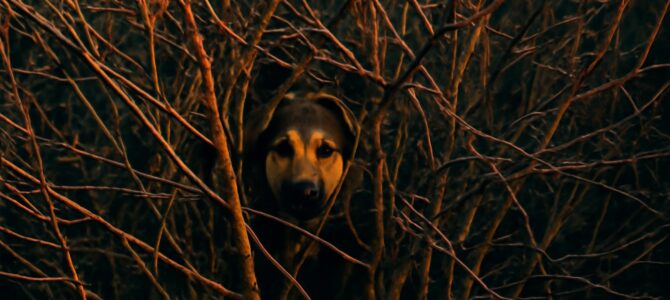 Reto visual: encuentra al perro escondido entre las ramas de esta fotografía