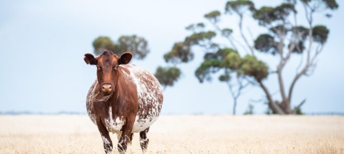 Una vaca protege a su dueña embarazada de un peligro oculto en el establo Una vaca protege a su dueña embarazada de un peligro oculto en el establo