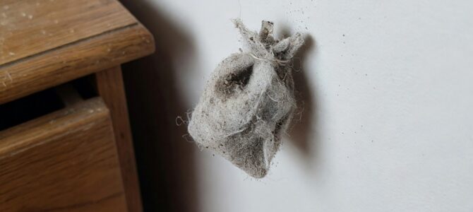 La bolsita gris pegada a la pared: qué es el estuche de la polilla doméstica