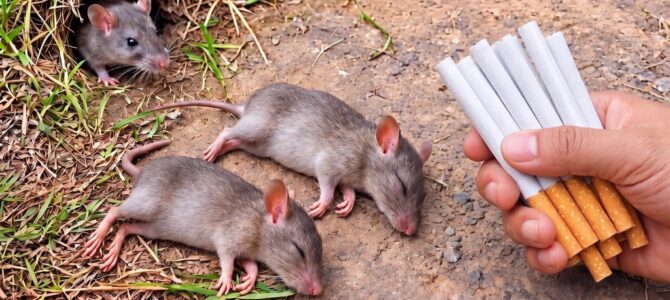 Cómo mantener alejadas a las ratas de tu casa sin usar veneno Cómo mantener alejadas a las ratas de tu casa sin usar veneno