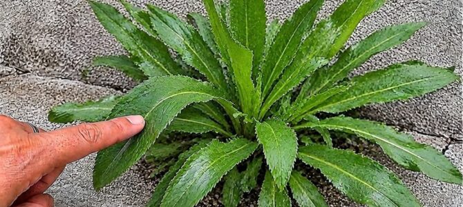 Culantro: la hoja aromática que muchos pasan por alto en el jardín y qué se dice de sus propiedades