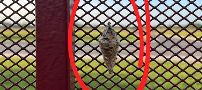 Encontré algo extraño colgando de mi cerca: así descubrí qué era y qué hacer si aparece en tu jardín